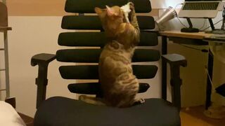 A kitty playing with a chair.