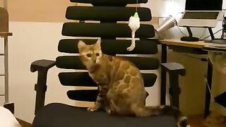 A kitty playing with a chair.