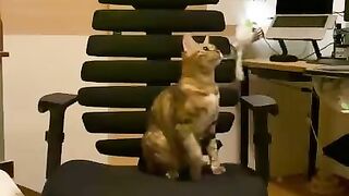 A kitty playing with a chair.