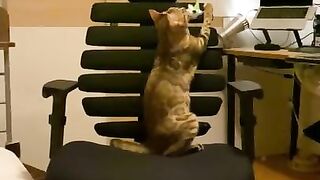 A kitty playing with a chair.