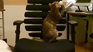 A kitty playing with a chair.