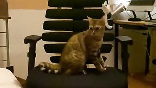 A kitty playing with a chair.