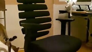 A kitty playing with a chair.