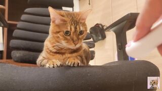 Furry pussycat toy review. Here's a toy that will make you jump for joy!