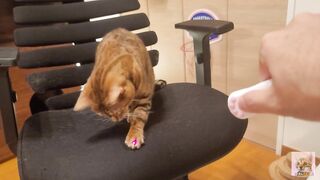 Furry pussycat toy review. Here's a toy that will make you jump for joy!