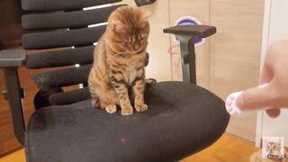 Furry pussycat toy review. Here's a toy that will make you jump for joy!