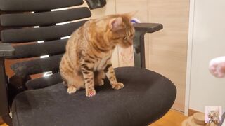 Furry pussycat toy review. Here's a toy that will make you jump for joy!